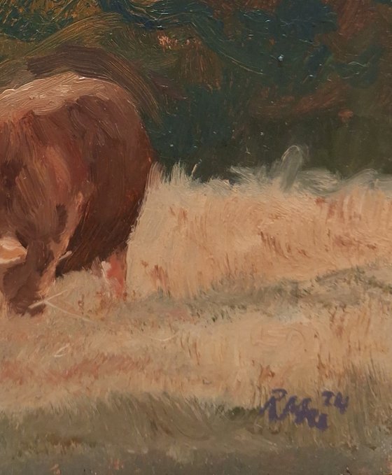 Cow Grazing In Meadow