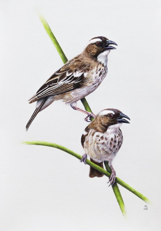 Original pastel drawing "White-browed Sparrow-weaver"
