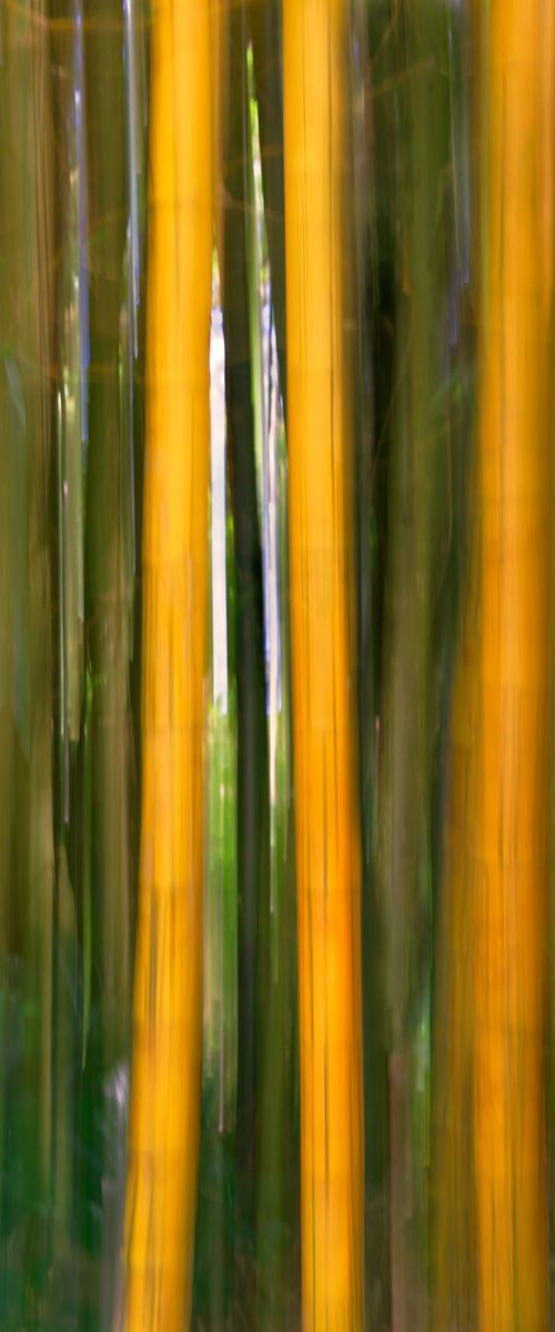 Bamboo Impressions by Francesco Carucci