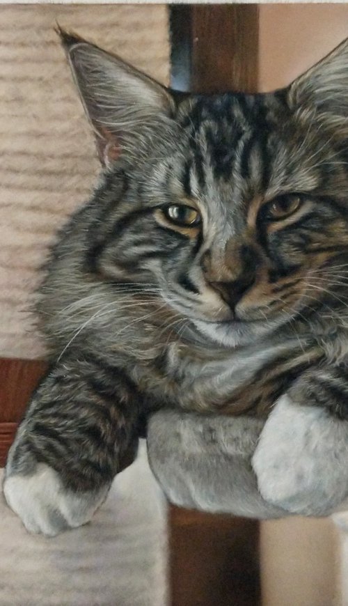 Dobbi the maine coon cat by Tatjana Bril