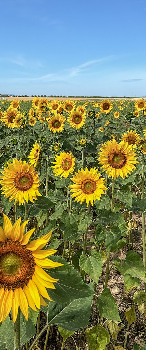 THE SUNFLOWERS by Fabio Accorrà