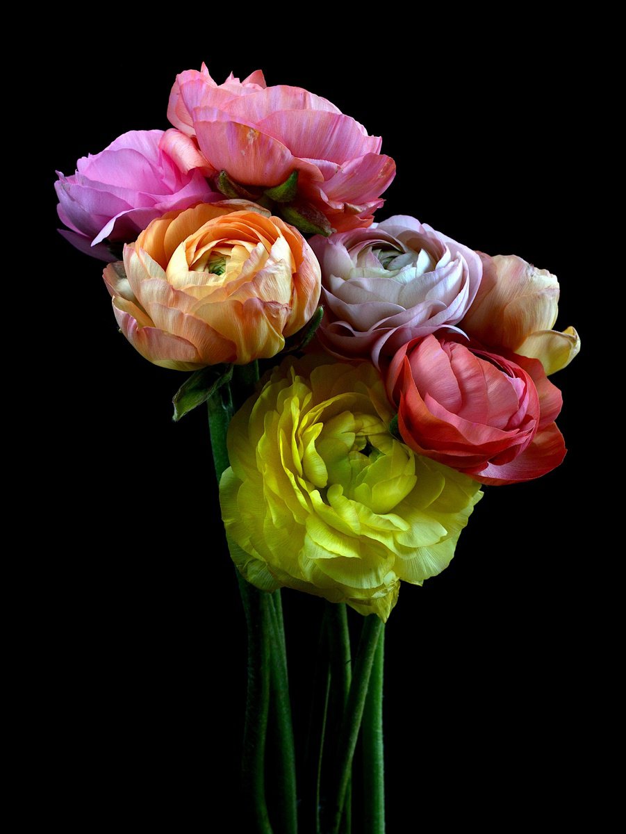 Still Life Photograph By Nadia Culph, 24 X 31", Ranunculus Rainbow, Original Artwork