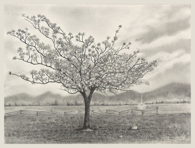 Cherry Blossom Tree Graphite Pencil Drawing Artfinder