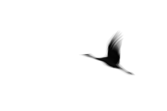 Crane(s) I | Limited Edition Fine Art Print 1 of 10 | 90 x 60 cm