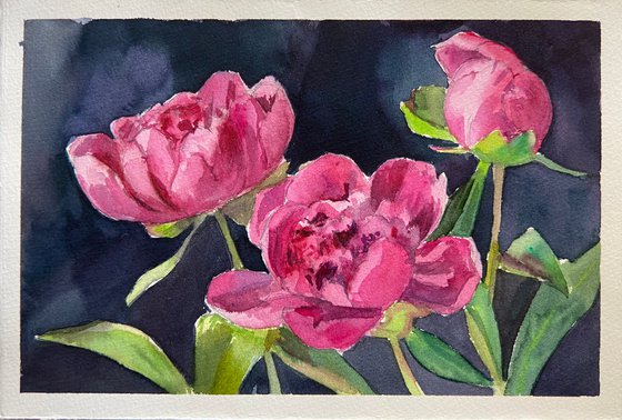 Peonies