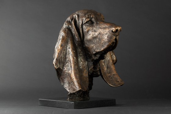 Basset Portrait Bronze