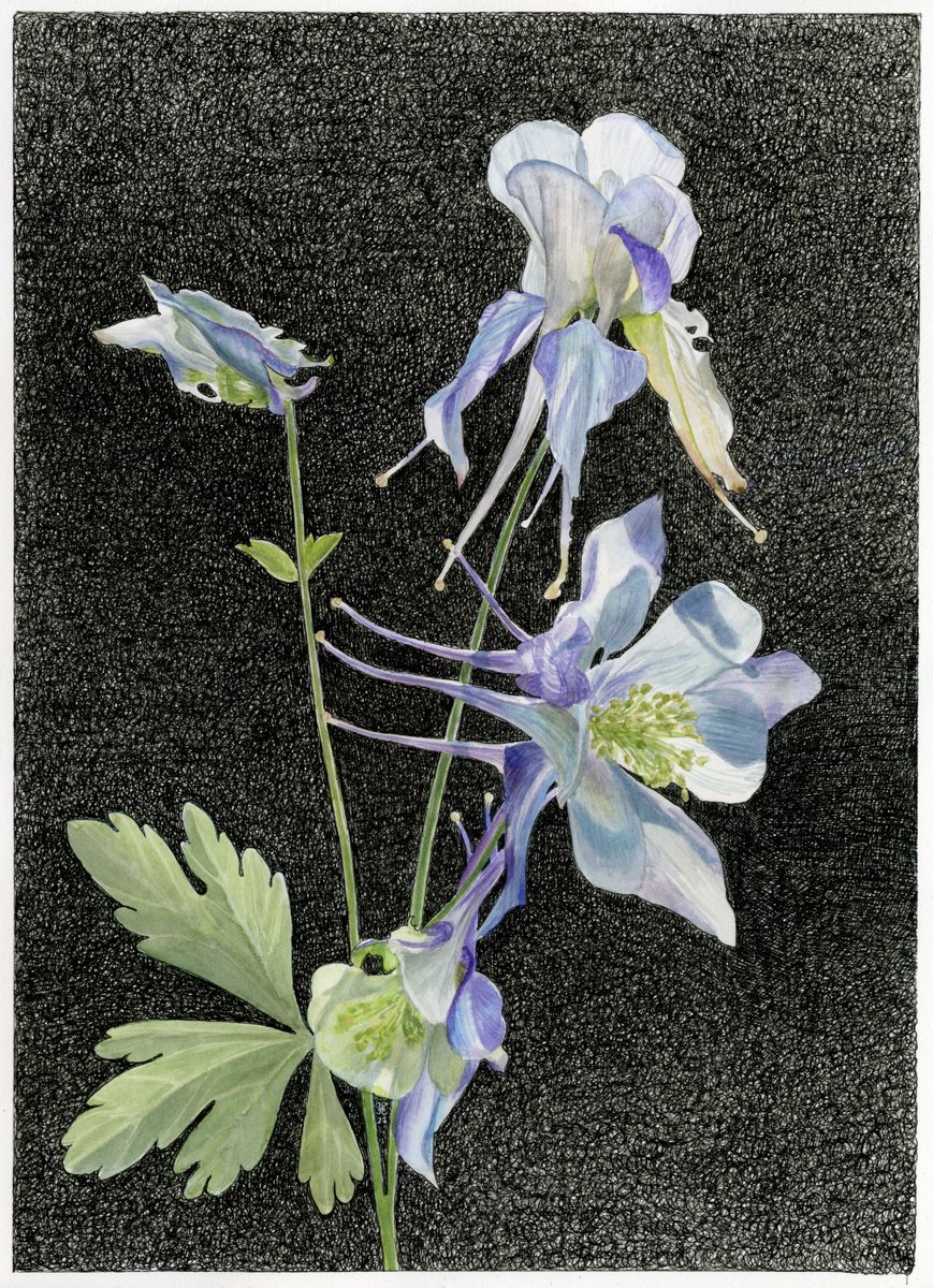 The summer breath of columbine 26-36-0.3 cm by Kate Koss