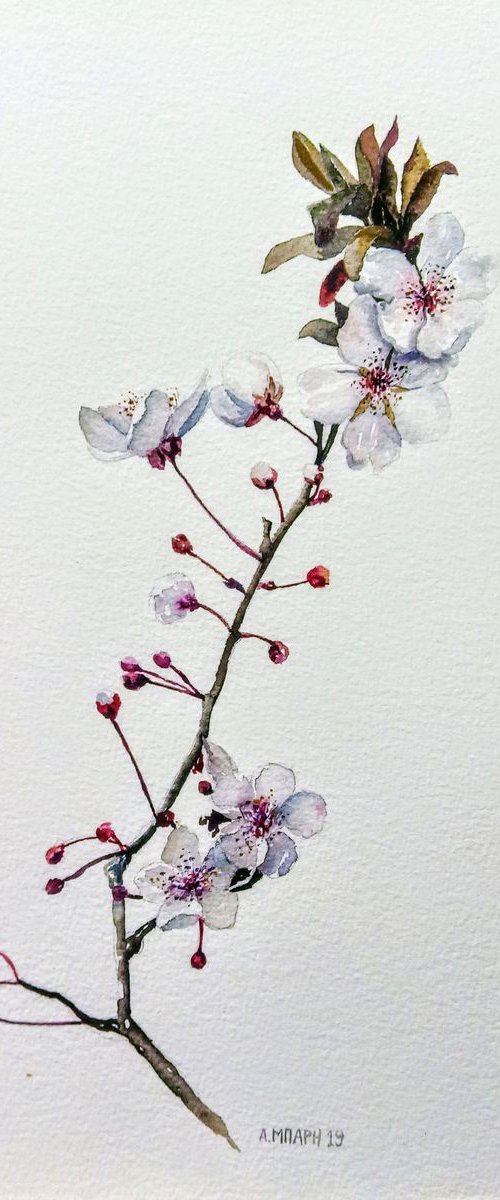 Almond blossoms by Alexandra Bari
