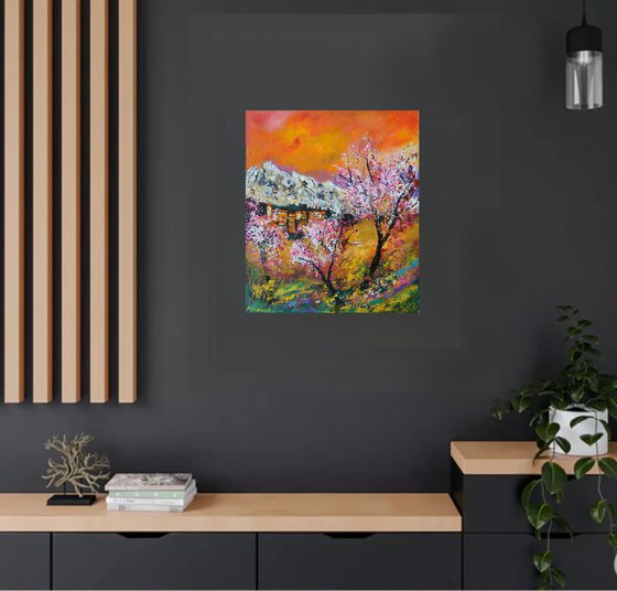 Blooming cherry trees Provence