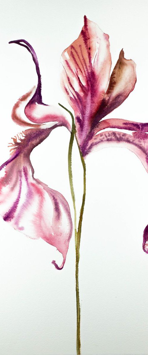 Iris No. 89 by Elizabeth Becker