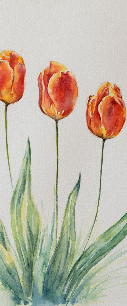 Tulips by Shilpi Sharma