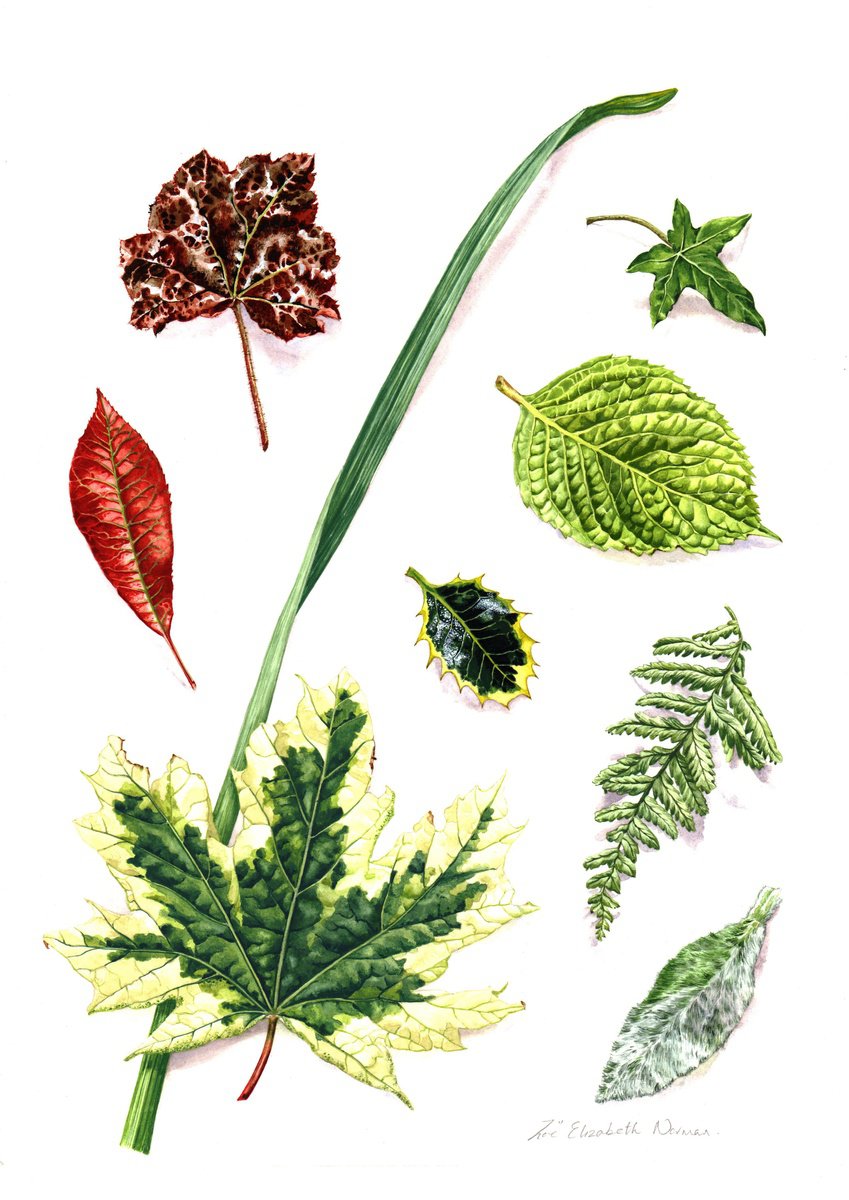 Photorealistic Botanical Watercolour By Zoe Elizabeth Norman, 12 X 16", Leaf Library, Original Artwork