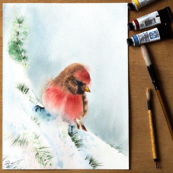 Hepatic tanager in snow