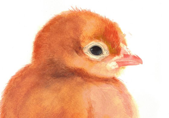 Chicken's Brothers