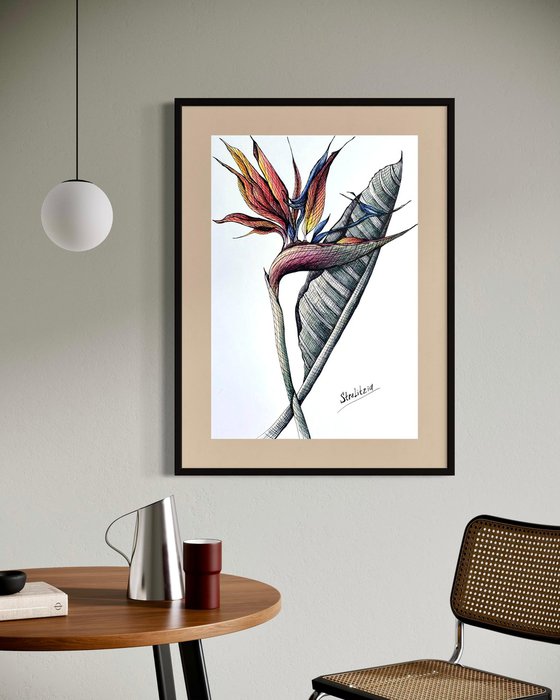 ORANGE STRELITZIA DRAWING