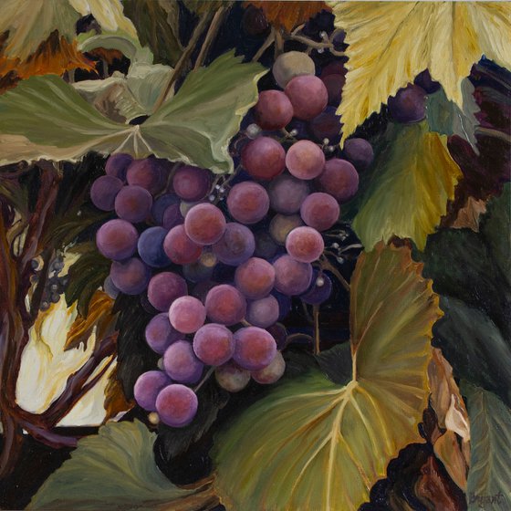 Grapevine