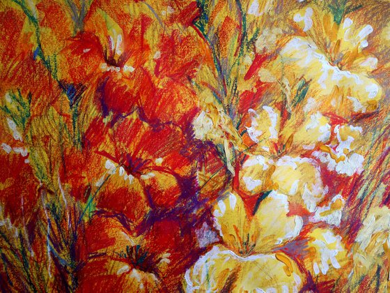 Gladiolus 2