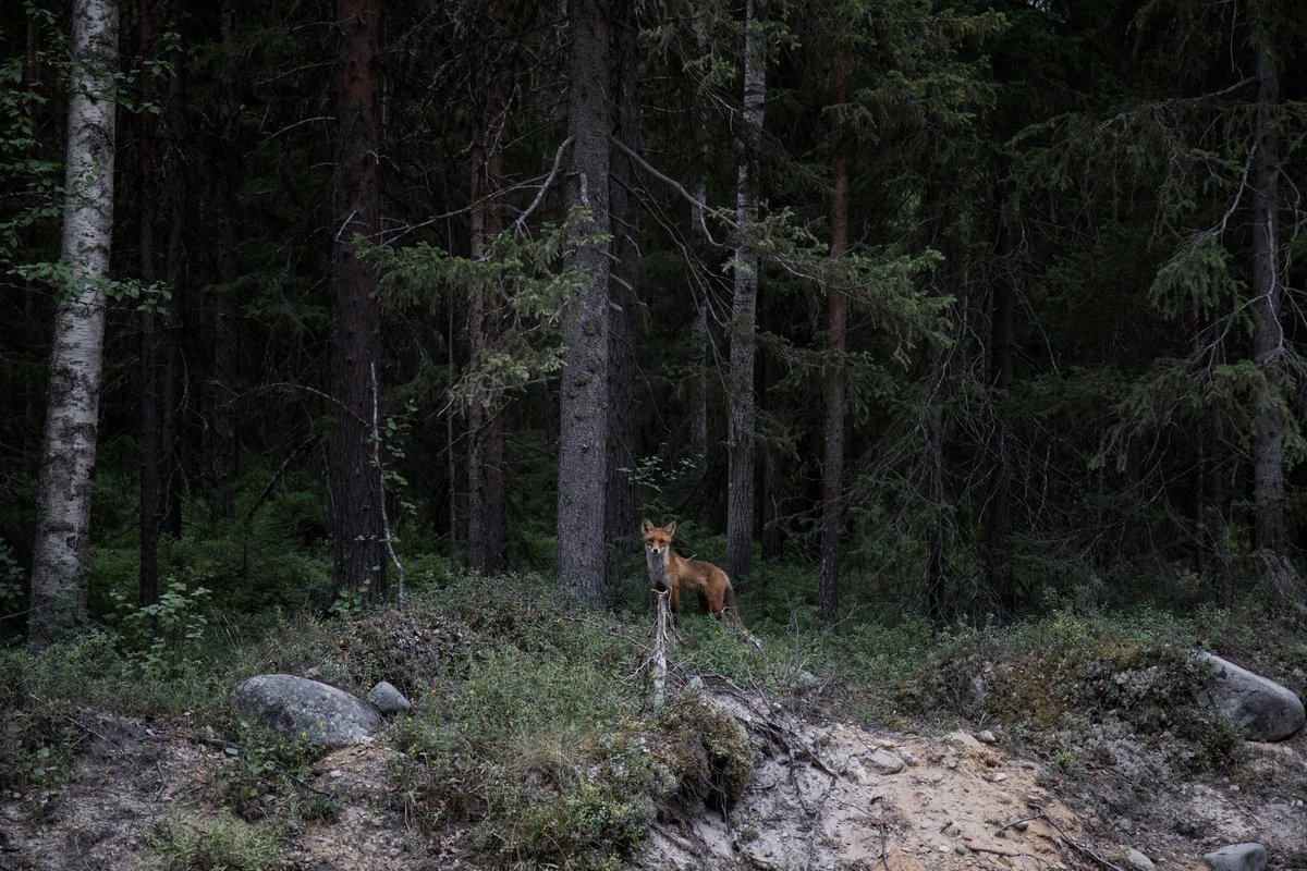 The Fox. From the Solovki serie by Georgii Vinogradov