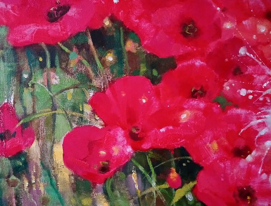 Poppies in the Field