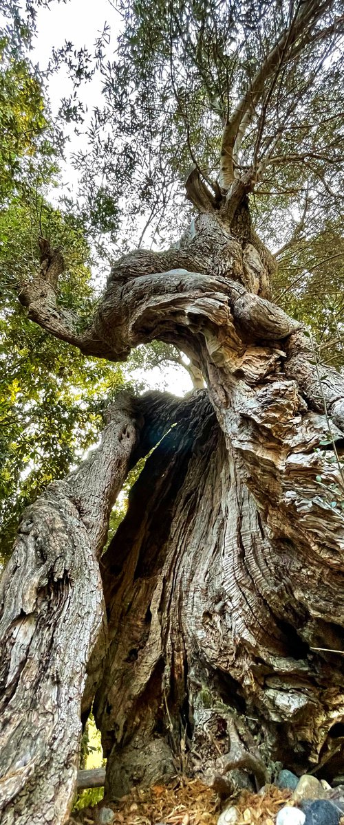 Olive tree no.1 by Mattia Paoli