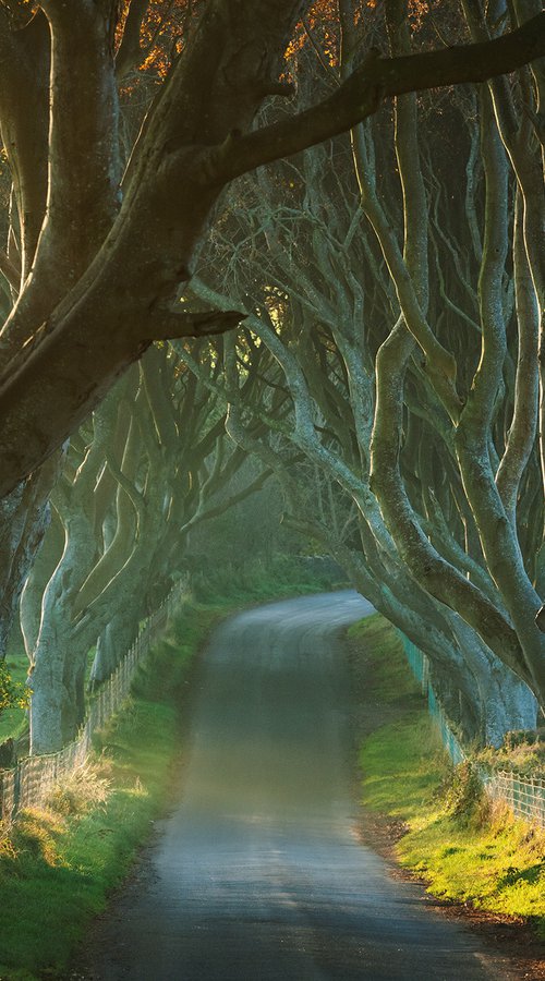 The Dark Hedges in Northern Ireland at sunrise - fine art landscape by Peter Zelei