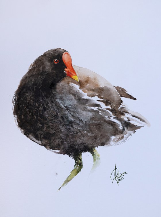 Common Moorhen