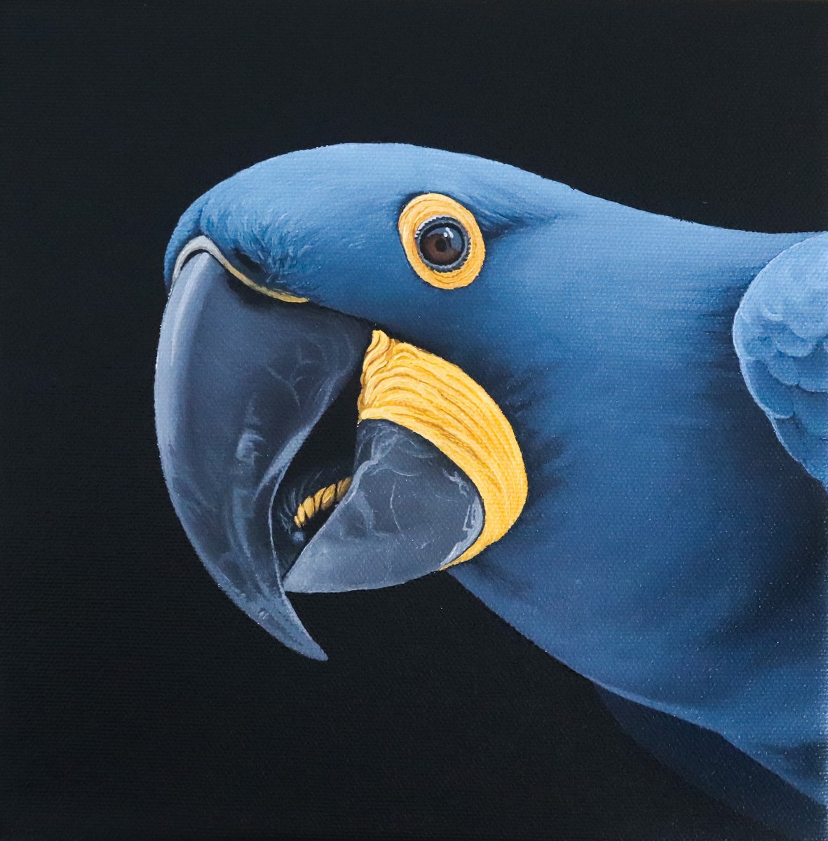 Photorealistic Animal Oil Painting By Milie Lairie, 8 X 8", Ara Hyacinth, Original Artwork