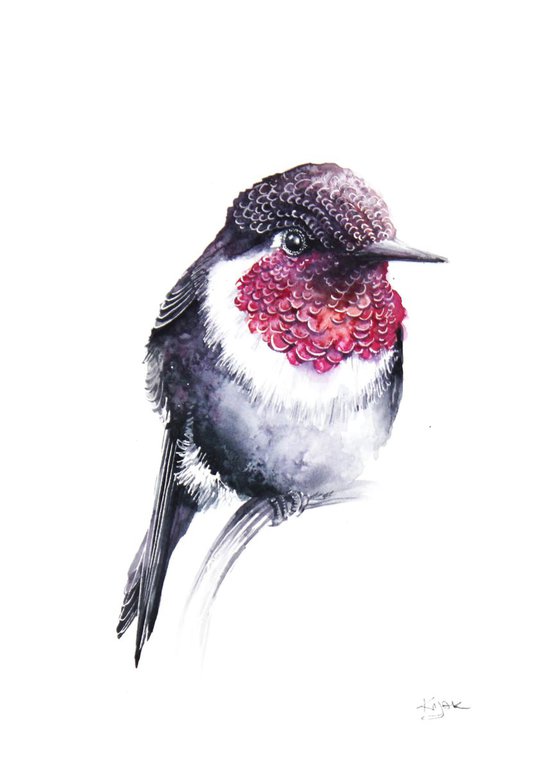 Hummingbird, wildlife, birds and nature watercolour