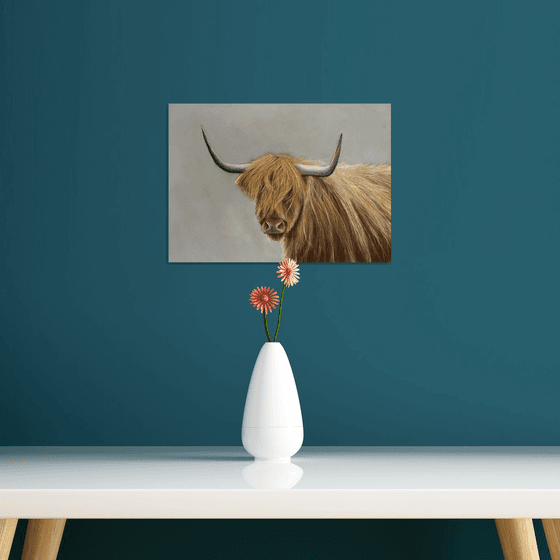 Highland cow