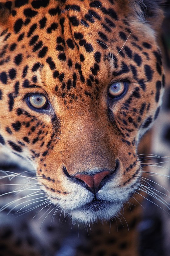 Staring Jaguar