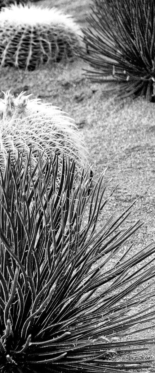 THE CACTUS PATCH Desert Hot Springs CA by William Dey