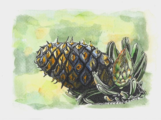 PINE CONE VI