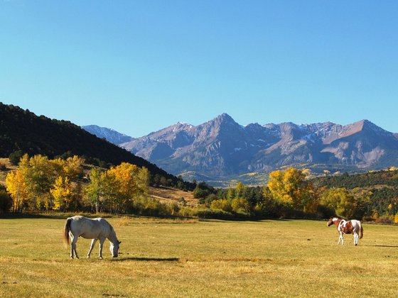 Dallas Creek Meadows