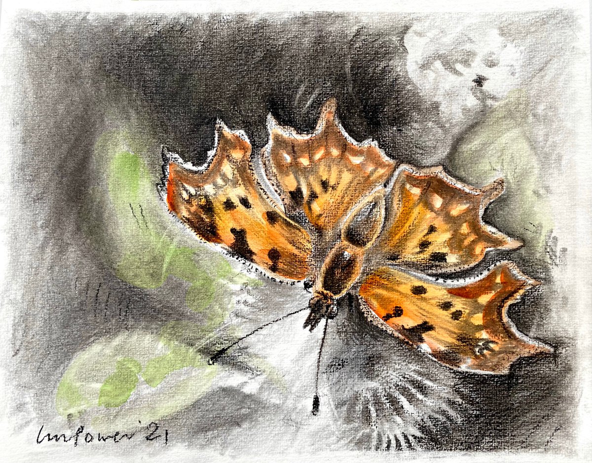 Comma Butterfly, charcoal and Watercolour painting on paper - 240mm x 300mm by Luci Power