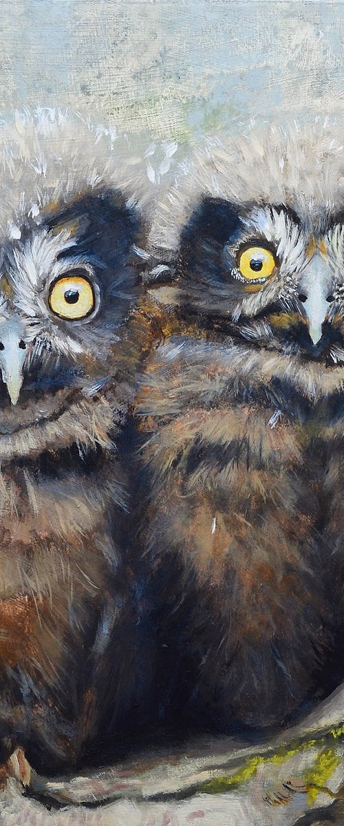 Misty Owls by Jason Edward Doucette