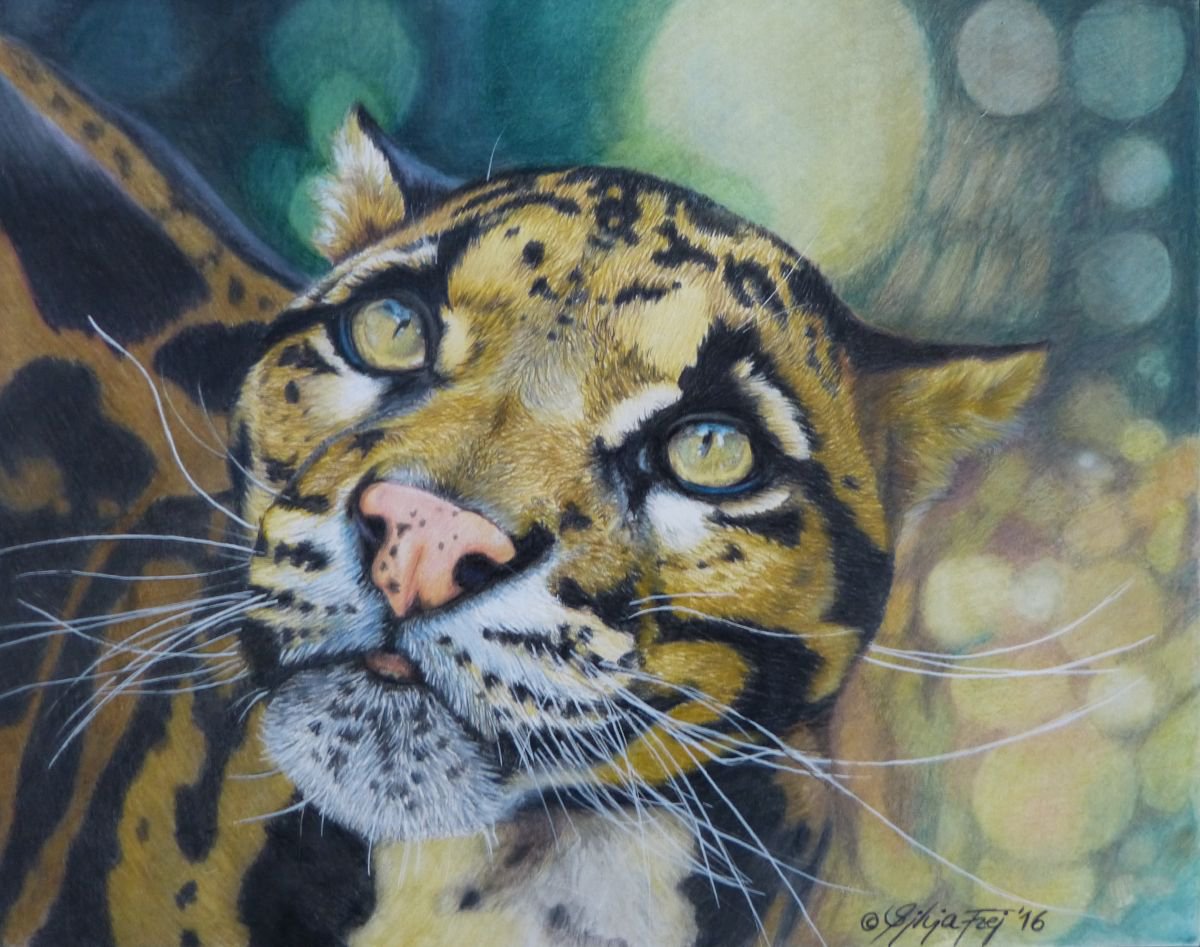 Clouded Leopard Pencil drawing by Silvia Frei Artfinder