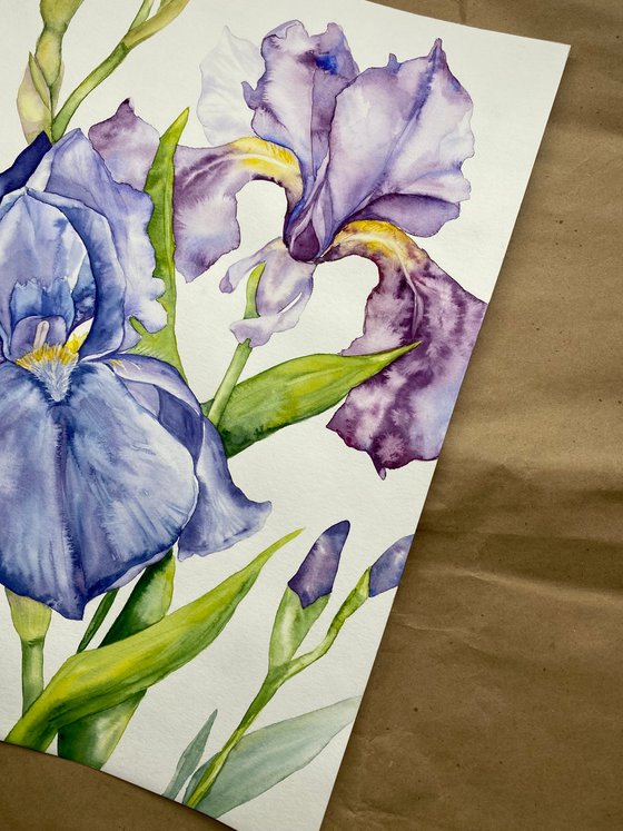 Iris Flowers