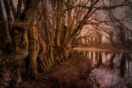 Gnarles Treeline by Martin  Fry