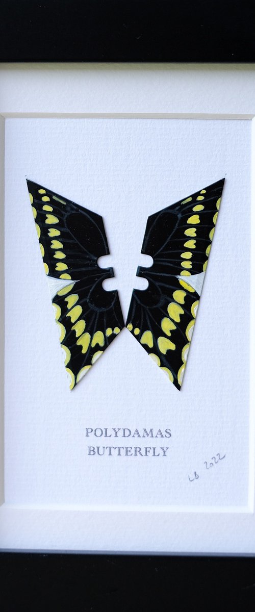 Polydamas butterfly by Lene Bladbjerg