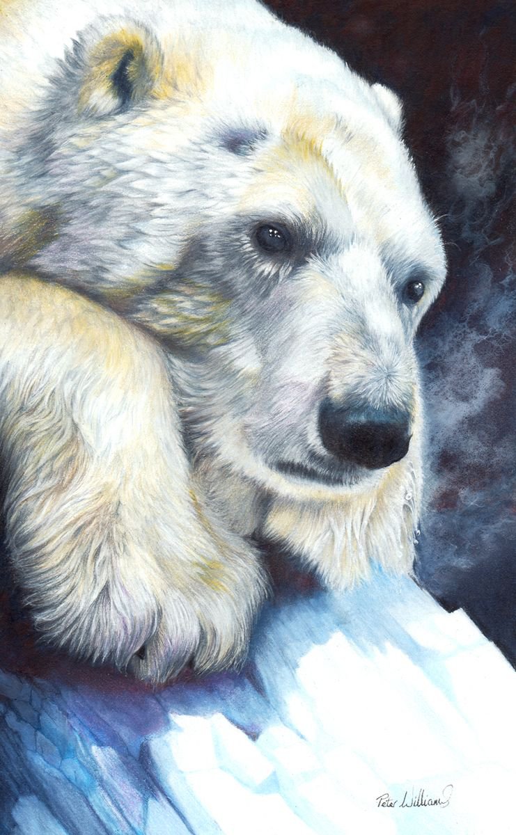 Polar Bear Pencil drawing by Peter Williams Artfinder