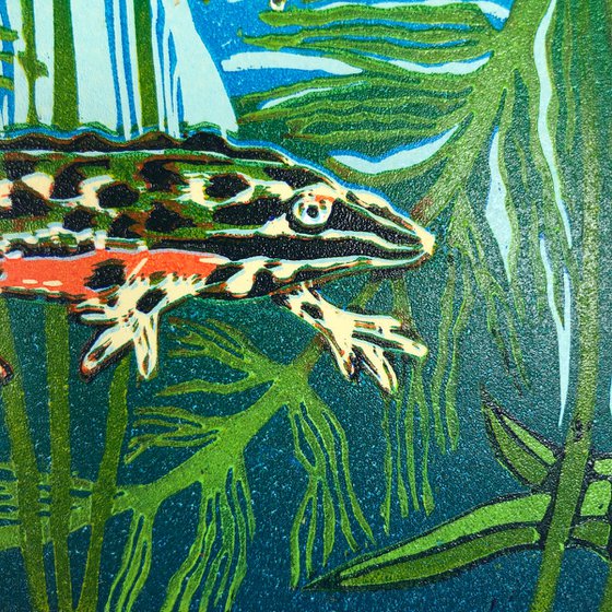 Common Newts