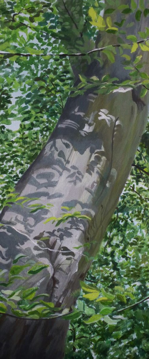 Summer Beech by Alison  Chaplin