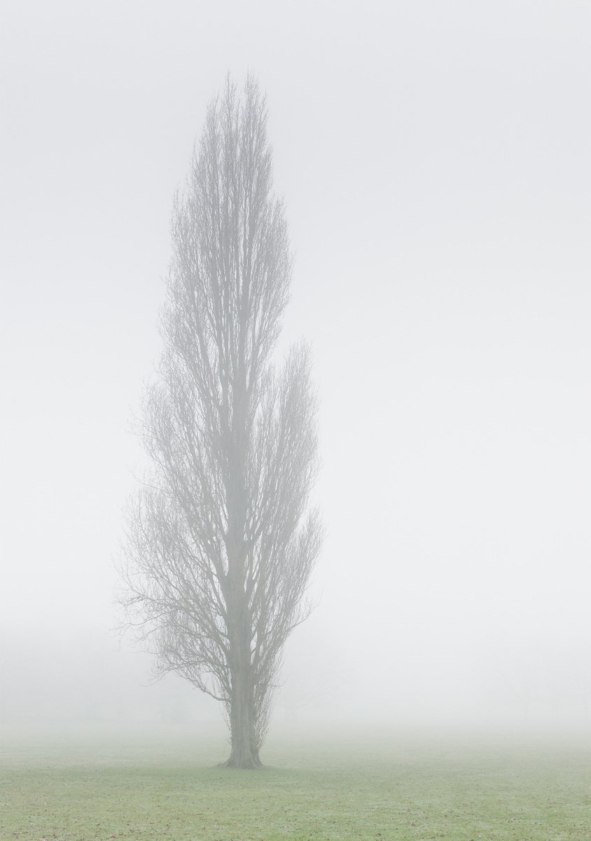 London Fog VI by Tom Hanslien