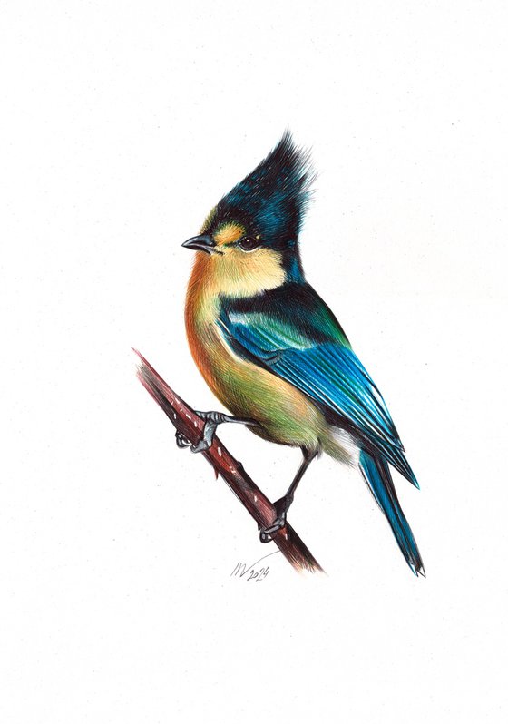 Taiwan Yellow Tit