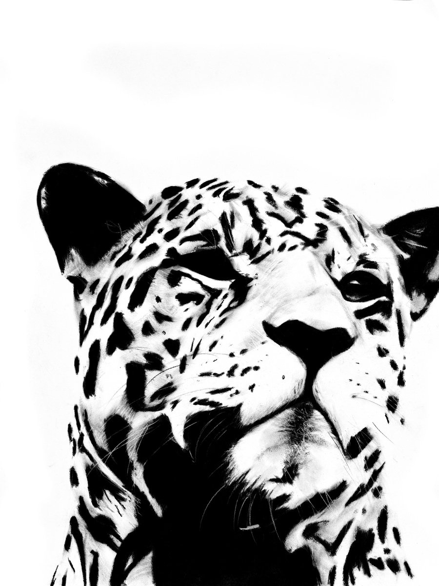 Photorealistic Animal Charcoal Drawing By Denny Stoekenbroek, 20 X 26, Regal Silence, Original Artwork