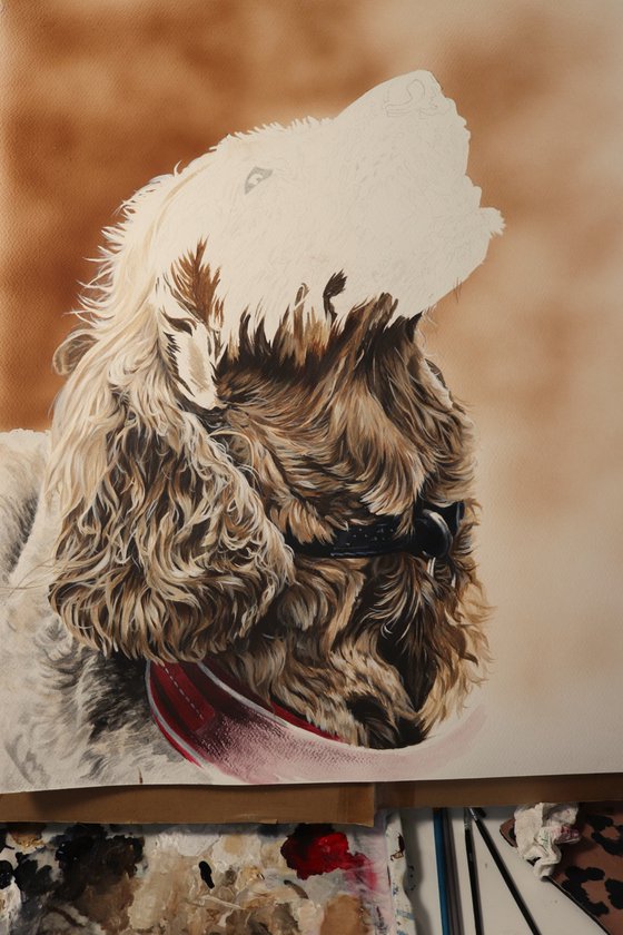 Cocker Spaniel