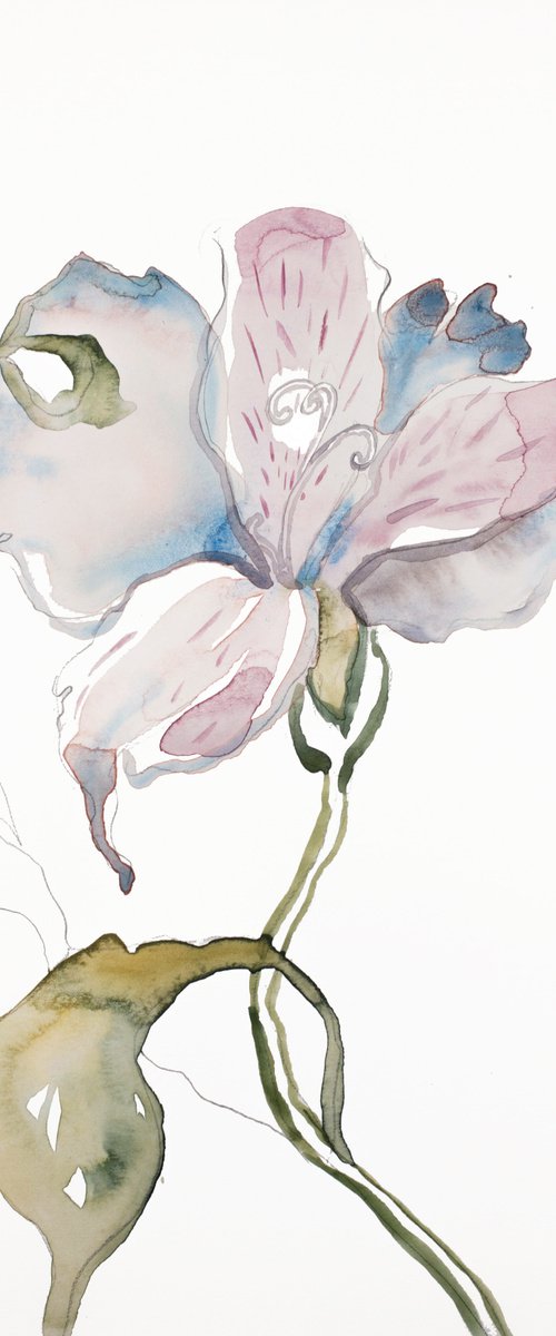 Lily No. 11 by Elizabeth Becker