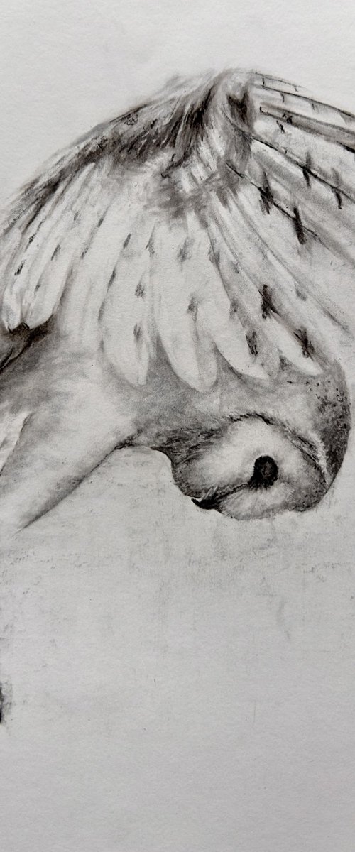 Feathered Hunter, Owl Sketch by Paul Hardern