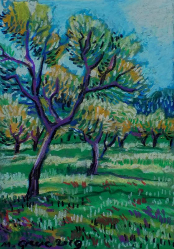 Olive grove No 17