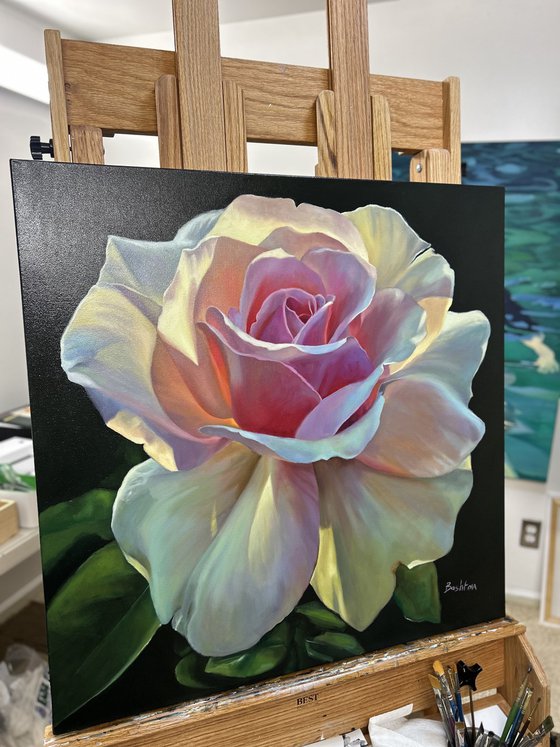 Radiance of the Morning Rose